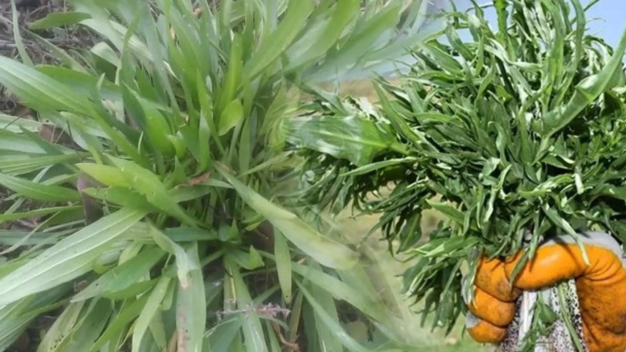 Foto - Otların padişahı her derde deva: Yemlik otu yemeği nasıl yapılır? 