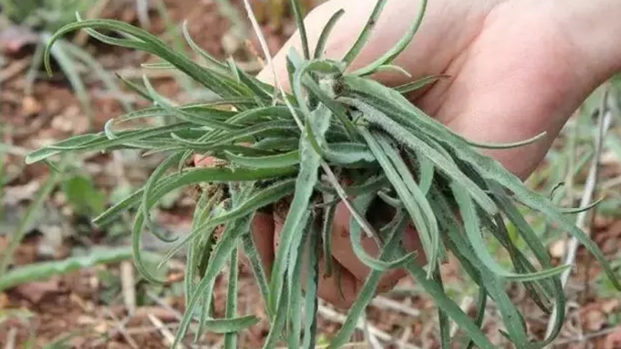 Otların padişahı her derde deva: Yemlik otu yemeği nasıl yapılır? 