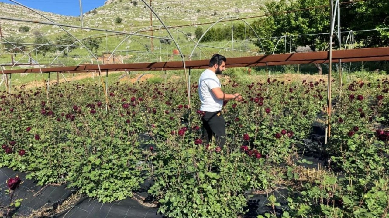 Foto - Adını 'Karagül'den alıyor: Halfeti’de karagül hasadı başladı! Türkiye'ye turistler akın akın geliyor