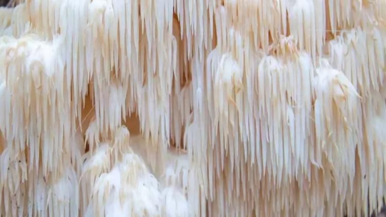 Foto - Ağızları açık bırakan milyonluk gelir kapısı! Doğada gezerken buldu, balkonunda üretip kilosunu 2 bin liradan satmaya başladı