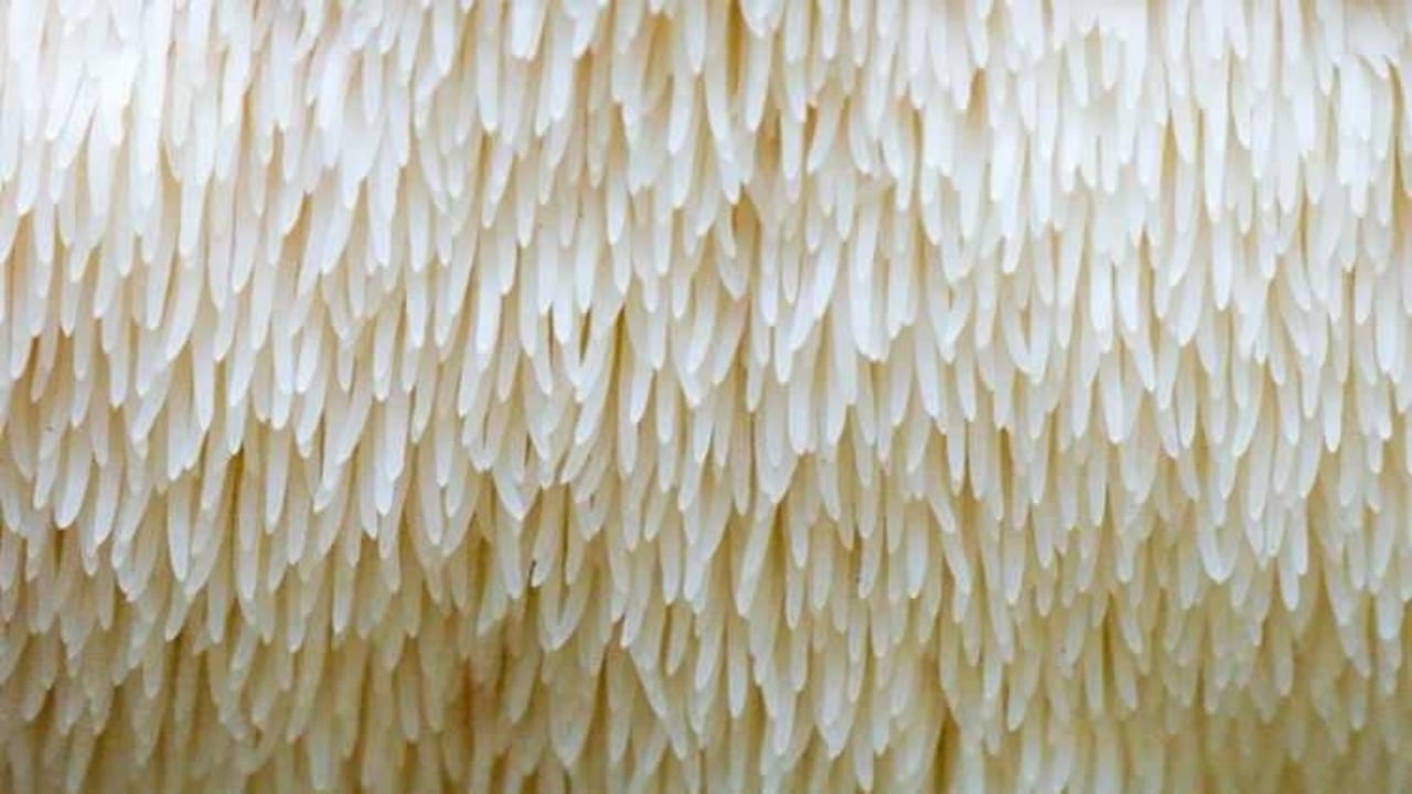 Ağızları açık bırakan milyonluk gelir kapısı! Doğada gezerken buldu, balkonunda üretip kilosunu 2 bin liradan satmaya başladı