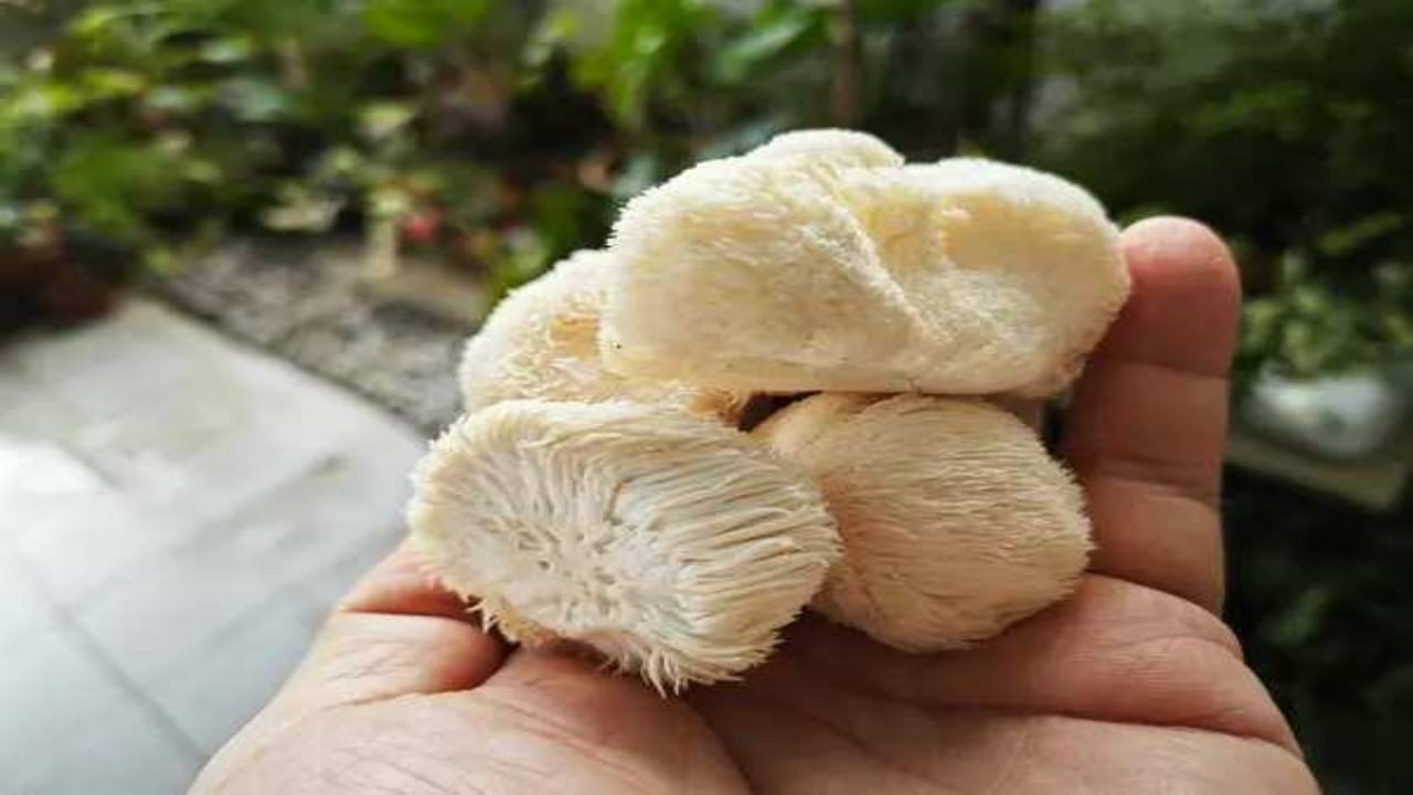 Foto - Ağızları açık bırakan milyonluk gelir kapısı! Doğada gezerken buldu, balkonunda üretip kilosunu 2 bin liradan satmaya başladı