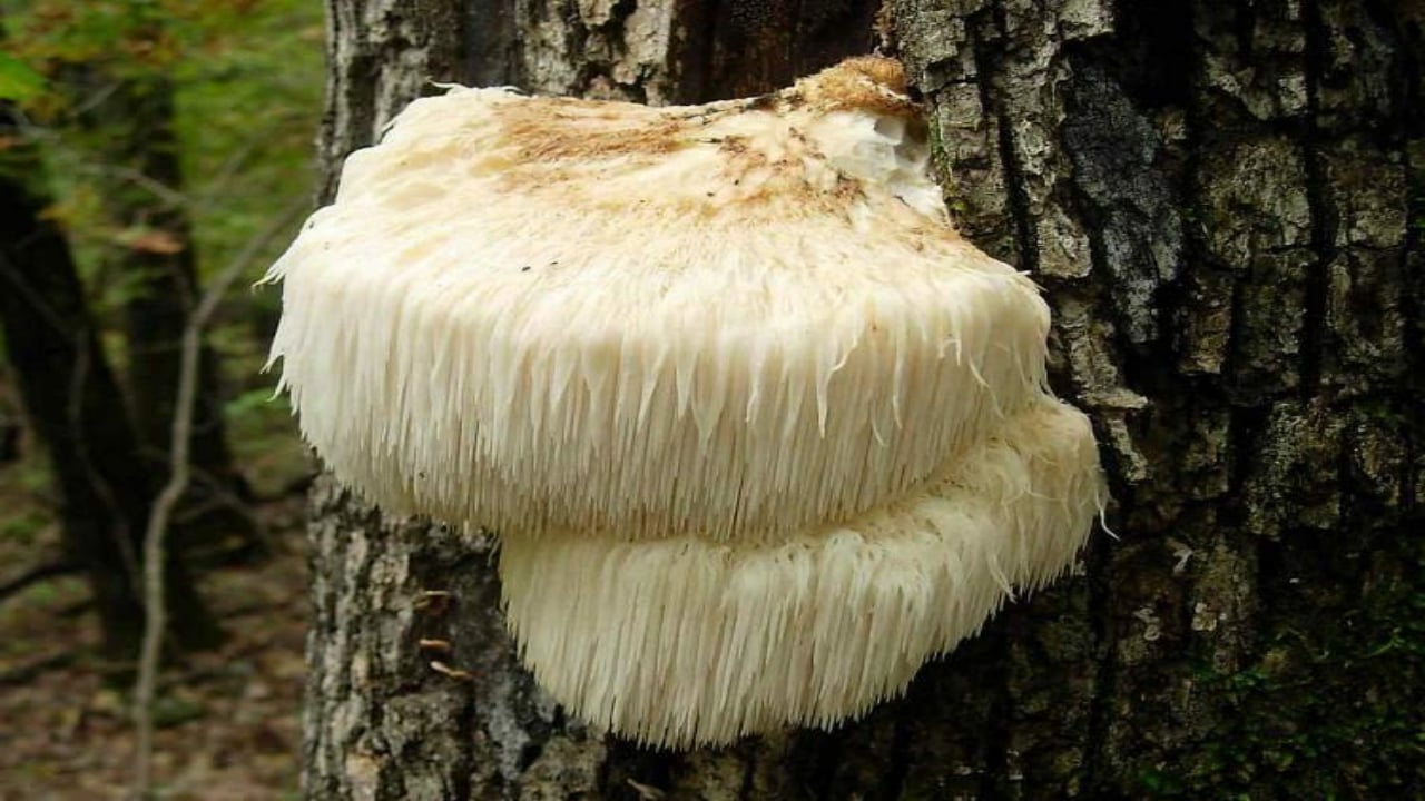 Foto - Ağızları açık bırakan milyonluk gelir kapısı! Doğada gezerken buldu, balkonunda üretip kilosunu 2 bin liradan satmaya başladı