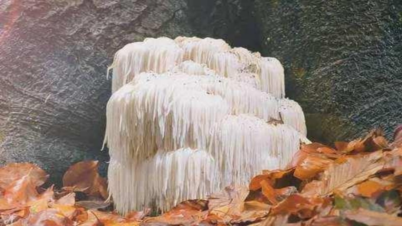 Foto - Ağızları açık bırakan milyonluk gelir kapısı! Doğada gezerken buldu, balkonunda üretip kilosunu 2 bin liradan satmaya başladı