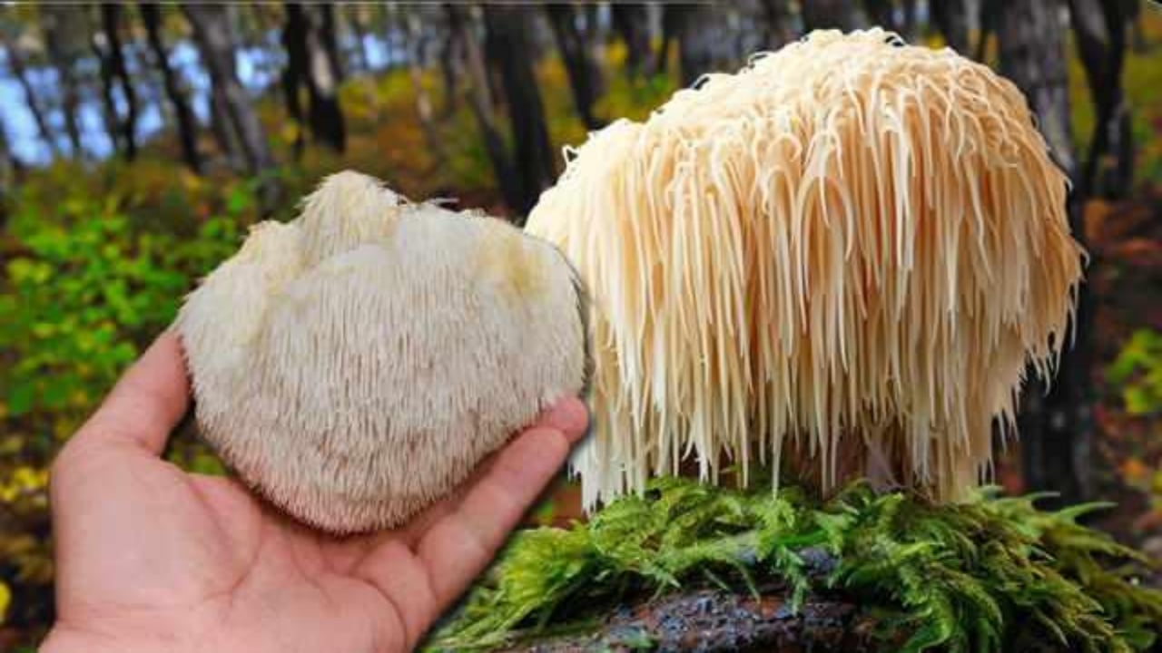 Foto - Ağızları açık bırakan milyonluk gelir kapısı! Doğada gezerken buldu, balkonunda üretip kilosunu 2 bin liradan satmaya başladı