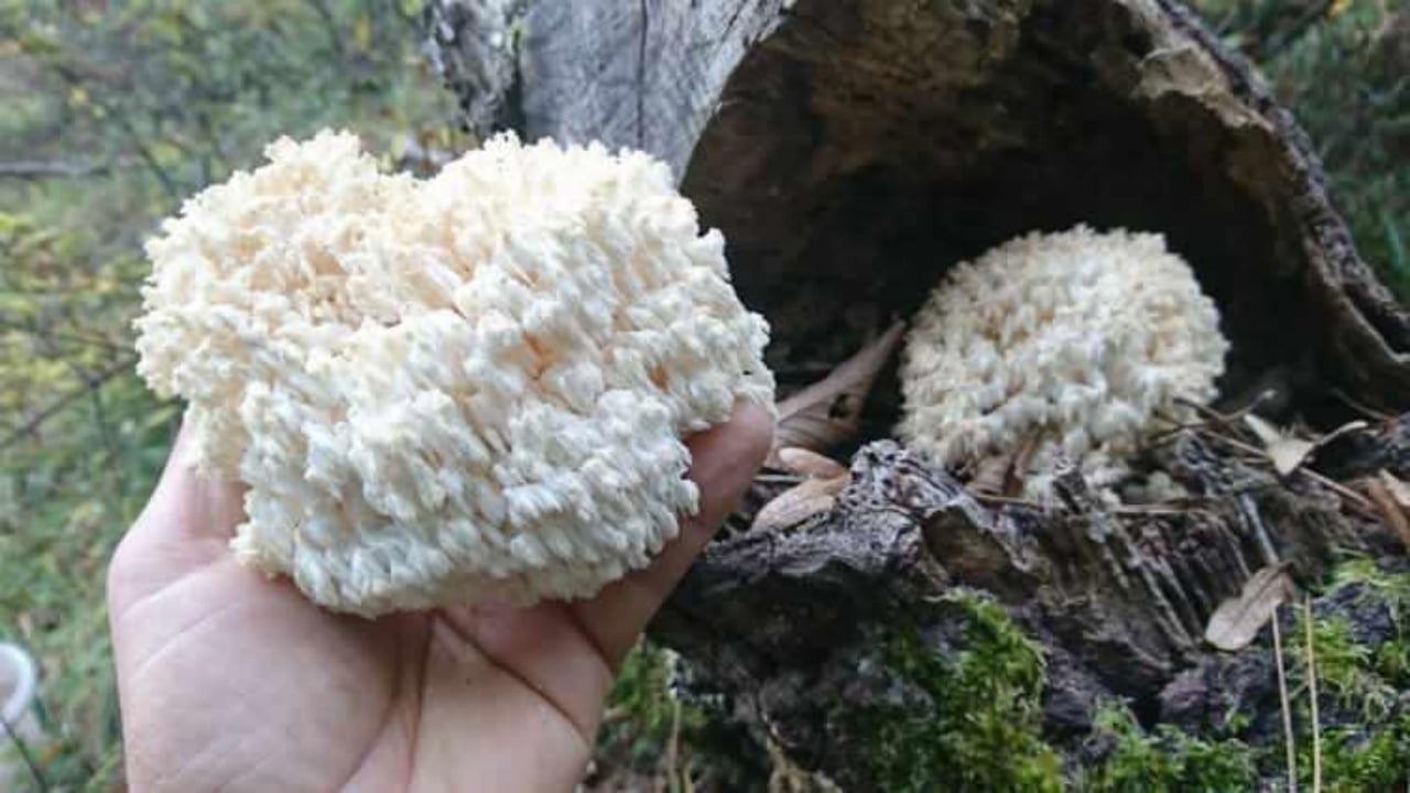 Foto - Ağızları açık bırakan milyonluk gelir kapısı! Doğada gezerken buldu, balkonunda üretip kilosunu 2 bin liradan satmaya başladı