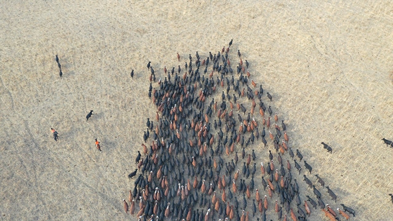 Foto - Ağrı Dağı'nın kovboyları