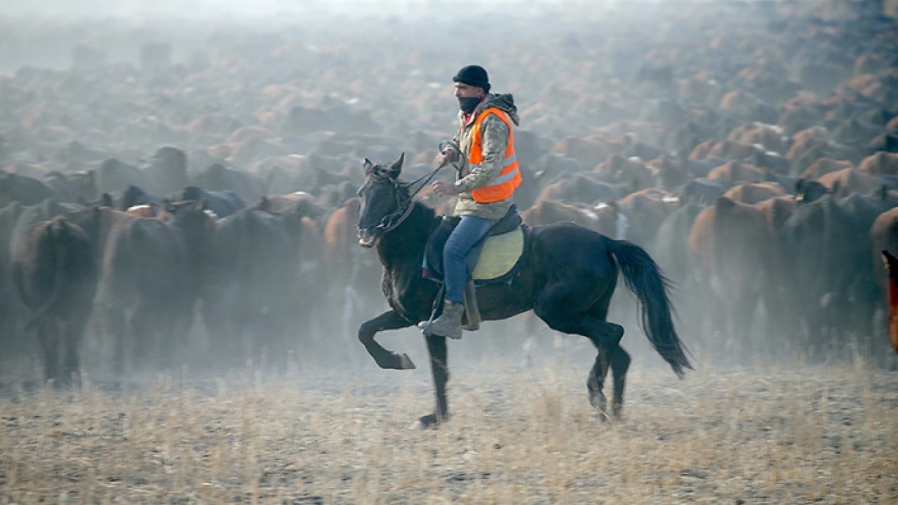 Foto - Ağrı Dağı'nın kovboyları