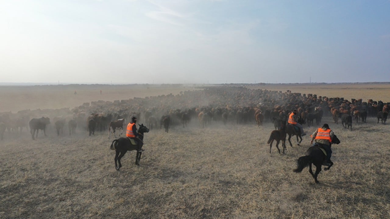 Foto - Ağrı Dağı'nın kovboyları