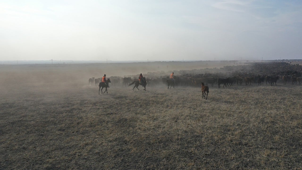 Foto - Ağrı Dağı'nın kovboyları