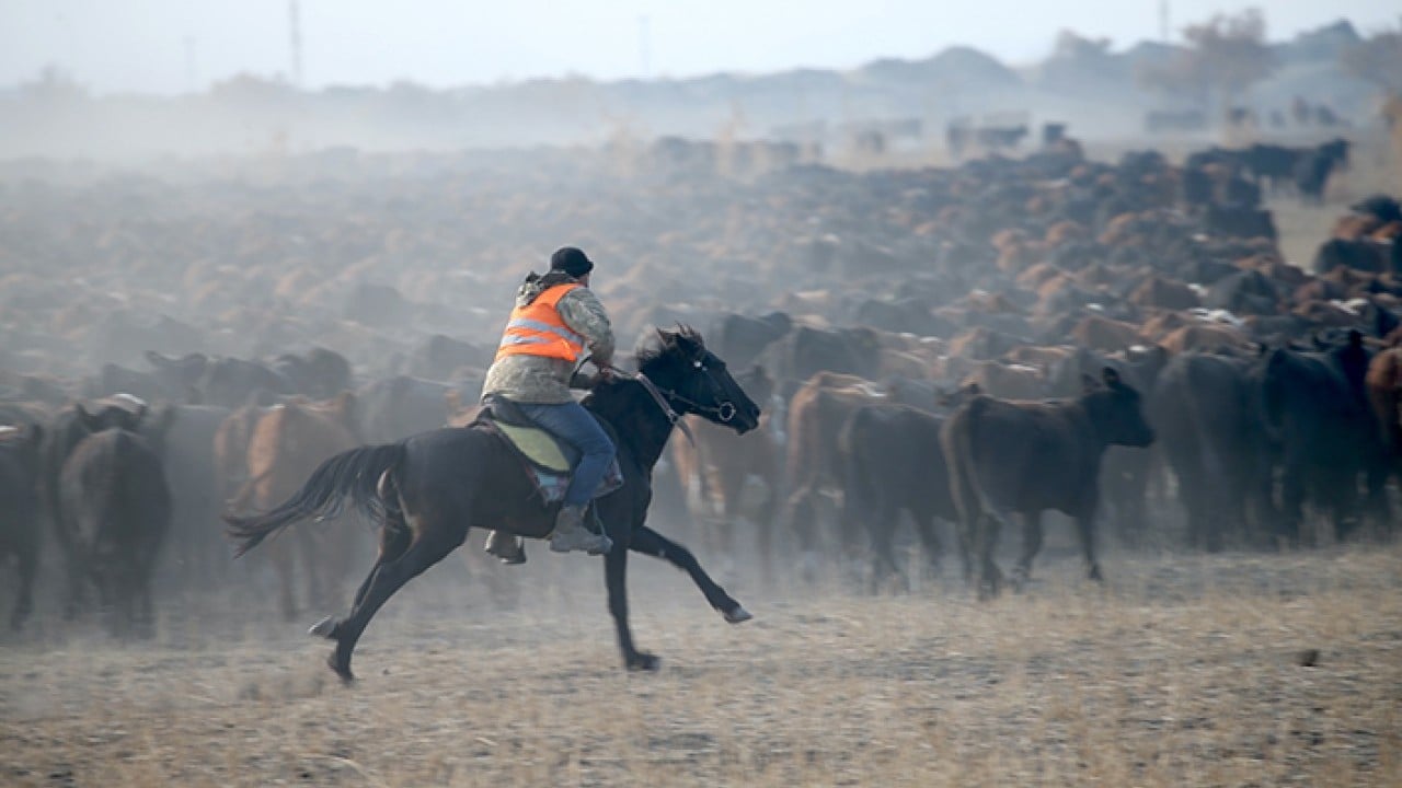 Foto - Ağrı Dağı'nın kovboyları