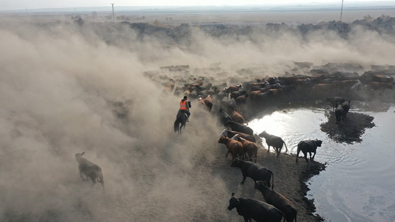 Ağrı Dağı'nın kovboyları