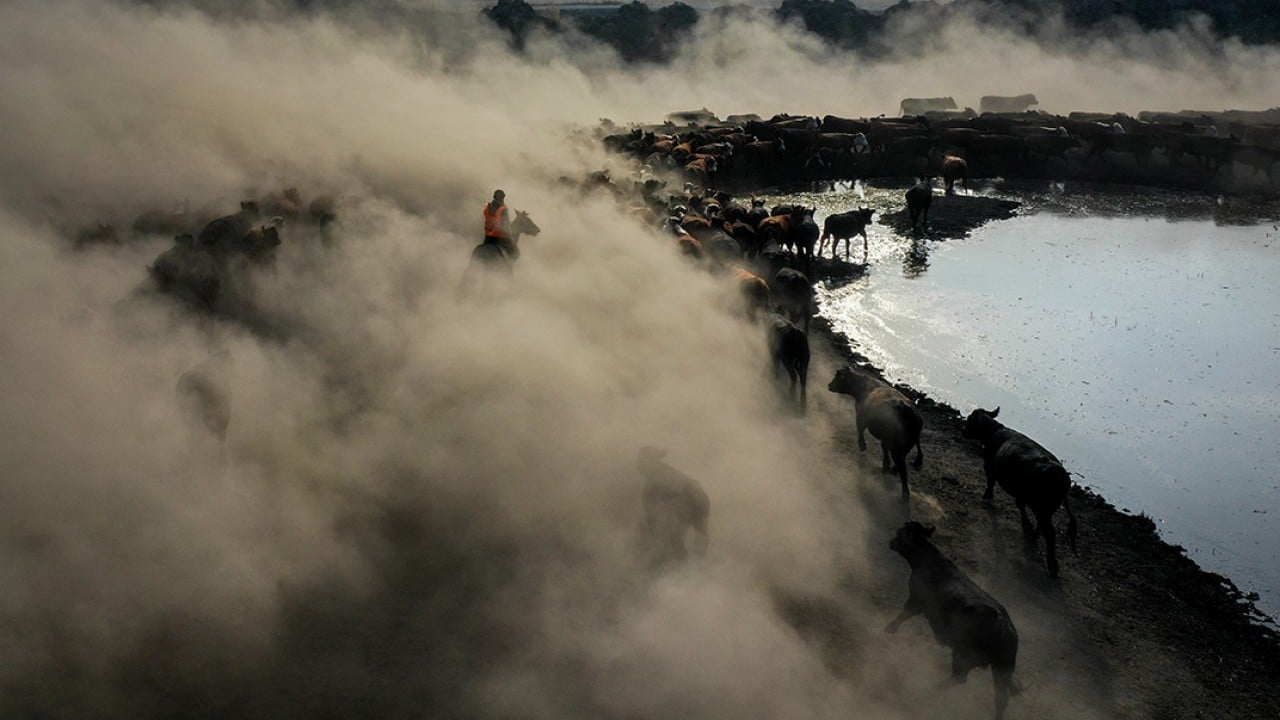 Foto - Ağrı Dağı'nın kovboyları