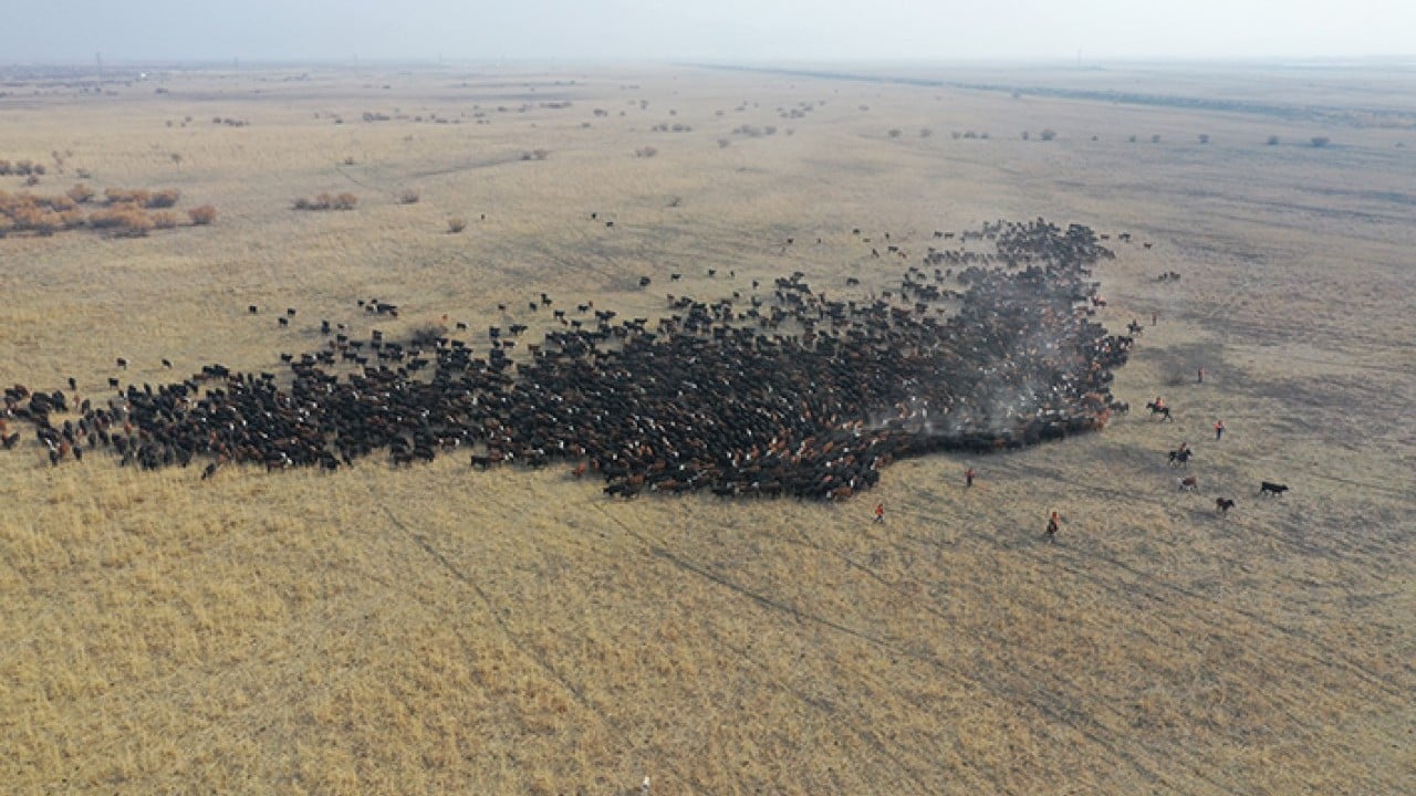 Foto - Ağrı Dağı'nın kovboyları