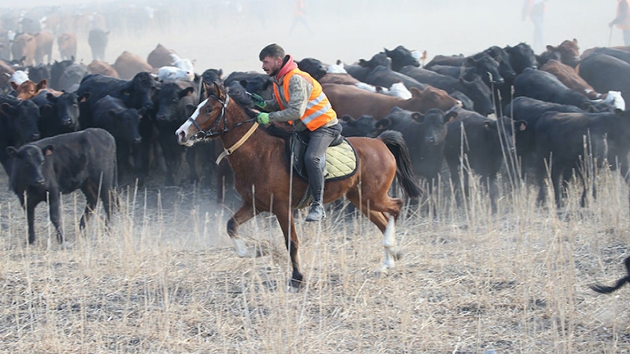 Foto - Ağrı Dağı'nın kovboyları