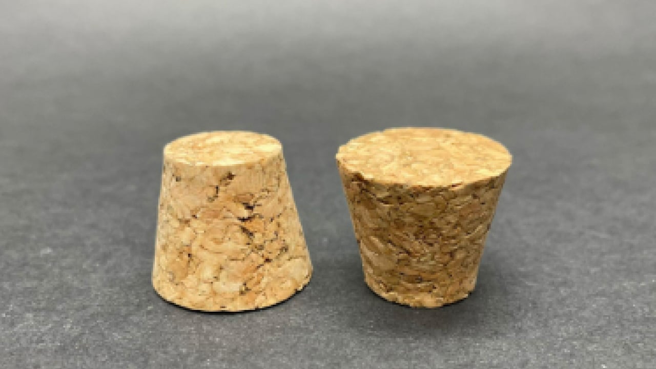 Foto - Ağzınıza bir tane mantar koyun yeter: Konuşma sorununa son veriyor!