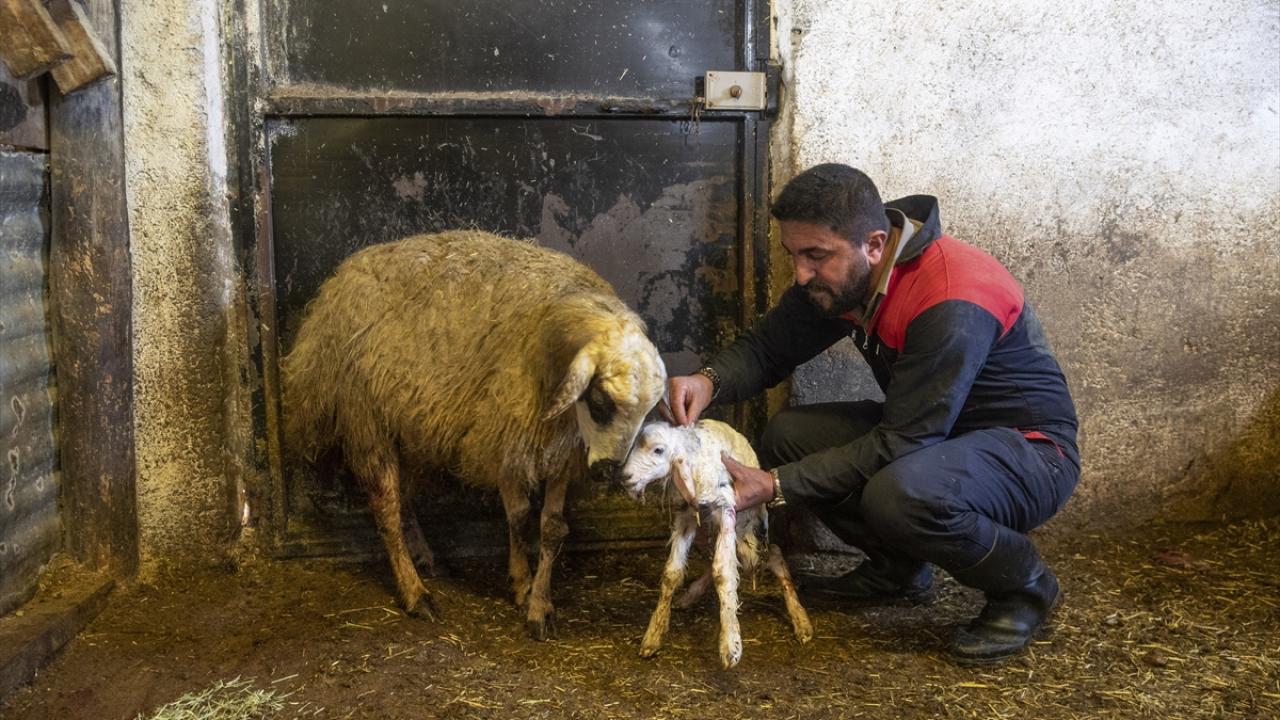 Foto - Ahırda nöbet tutuyorlar! Besiciler kuzu ve oğlak doğumlarında zorlu mücadele veriyor