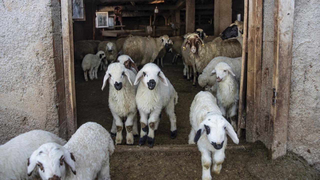 Foto - Ahırda nöbet tutuyorlar! Besiciler kuzu ve oğlak doğumlarında zorlu mücadele veriyor