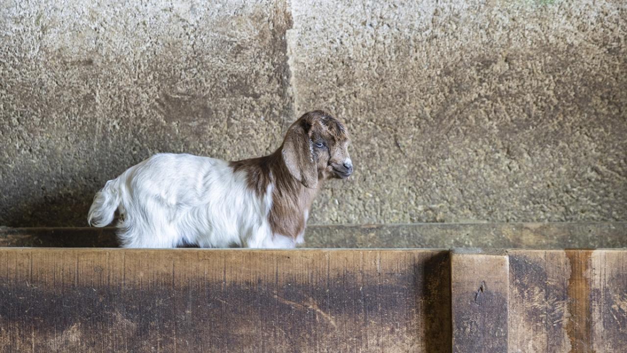 Foto - Ahırda nöbet tutuyorlar! Besiciler kuzu ve oğlak doğumlarında zorlu mücadele veriyor