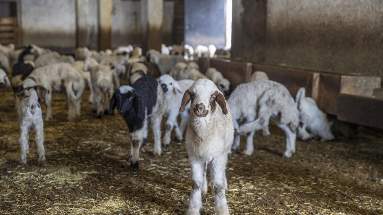 Foto - Ahırda nöbet tutuyorlar! Besiciler kuzu ve oğlak doğumlarında zorlu mücadele veriyor