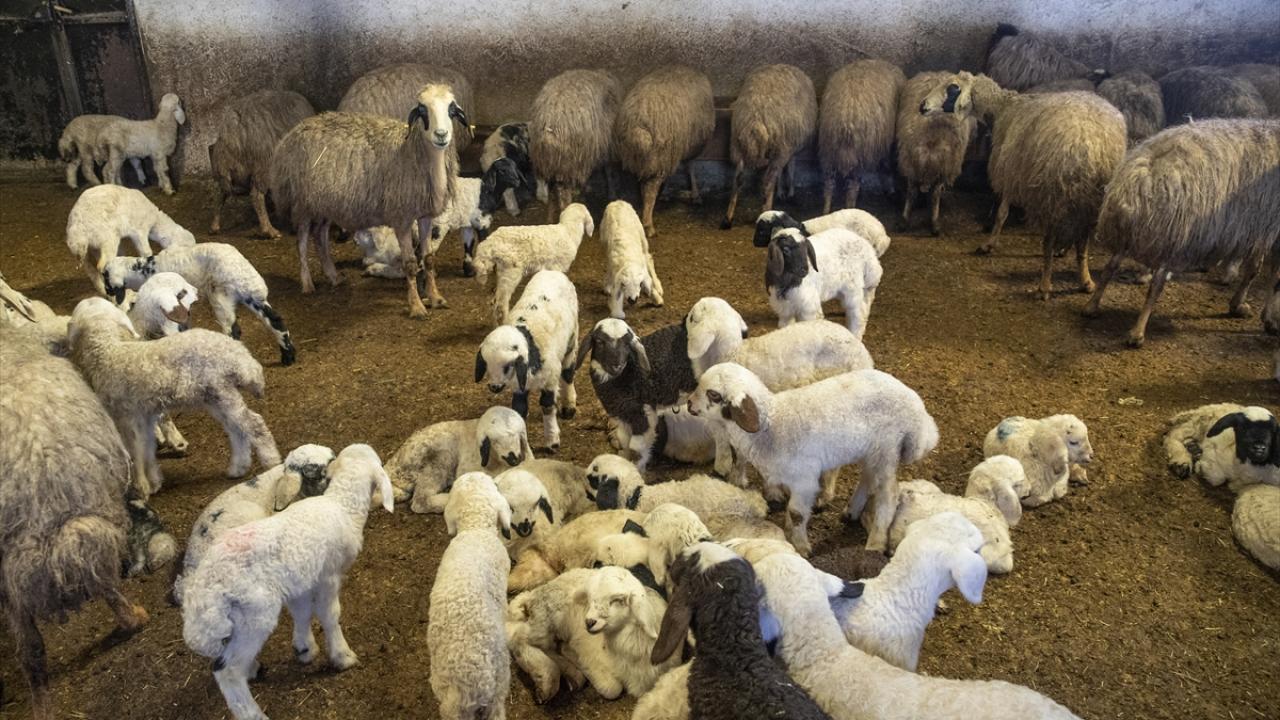 Foto - Ahırda nöbet tutuyorlar! Besiciler kuzu ve oğlak doğumlarında zorlu mücadele veriyor