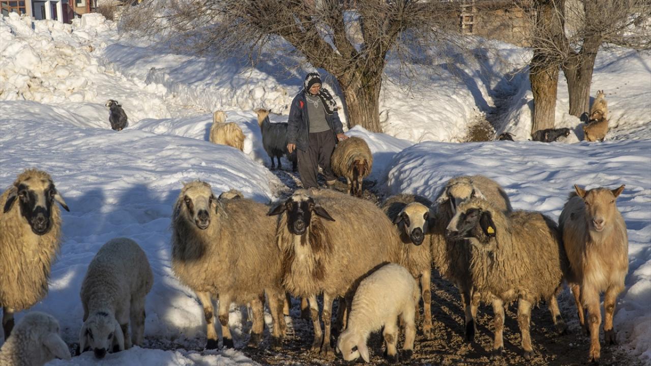 Foto - Ahırda nöbet tutuyorlar! Besiciler kuzu ve oğlak doğumlarında zorlu mücadele veriyor