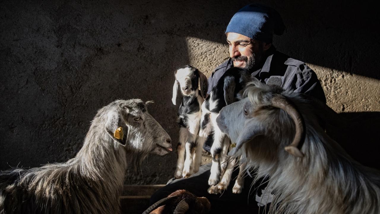 Foto - Ahırda nöbet tutuyorlar! Besiciler kuzu ve oğlak doğumlarında zorlu mücadele veriyor