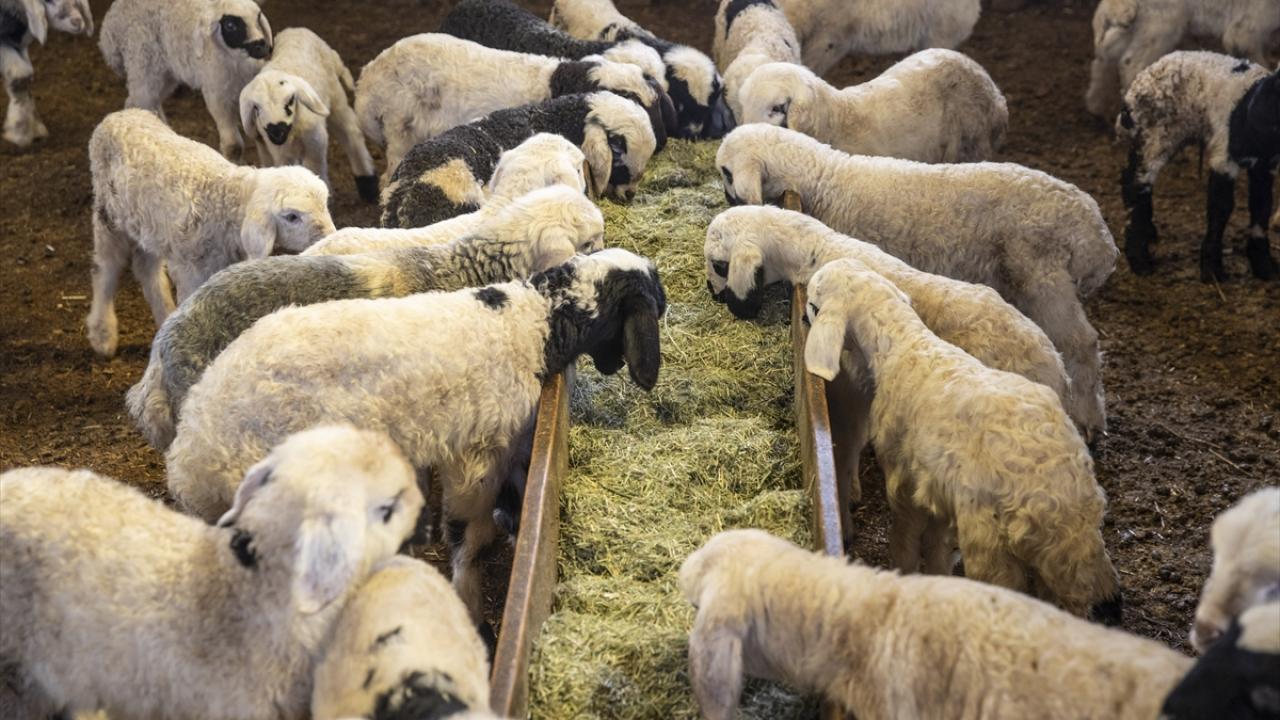 Foto - Ahırda nöbet tutuyorlar! Besiciler kuzu ve oğlak doğumlarında zorlu mücadele veriyor