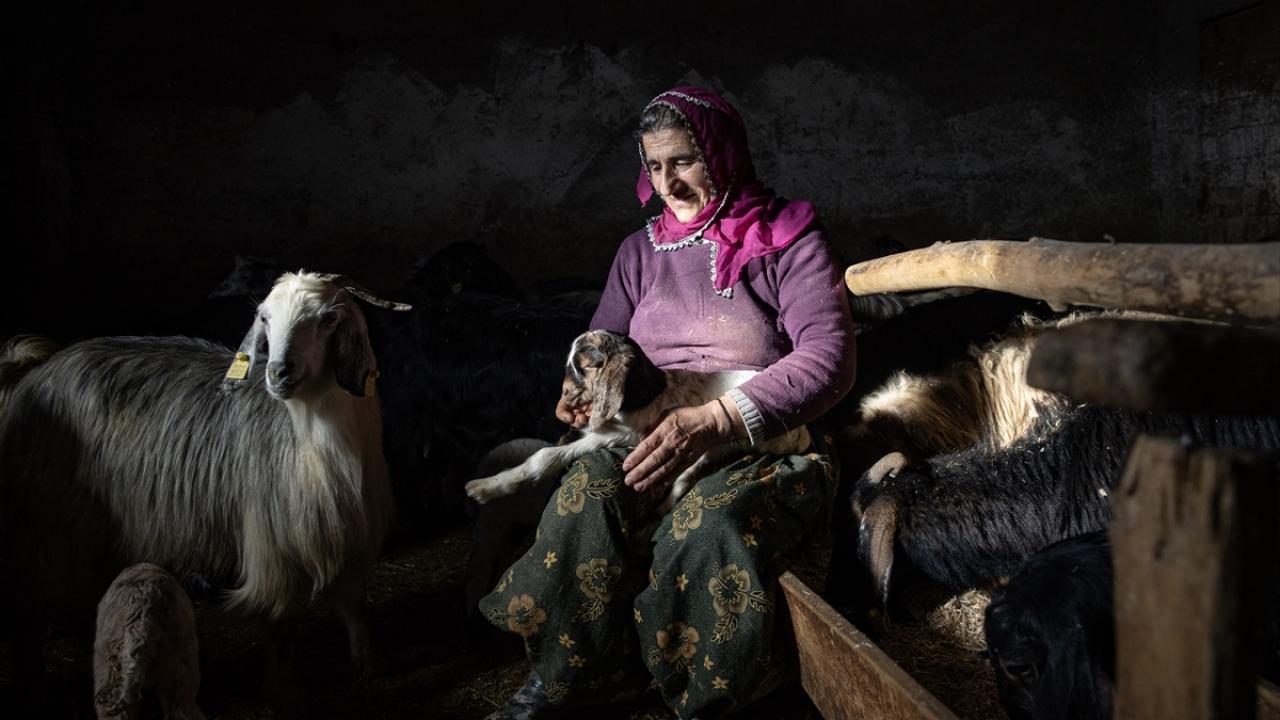 Foto - Ahırda nöbet tutuyorlar! Besiciler kuzu ve oğlak doğumlarında zorlu mücadele veriyor