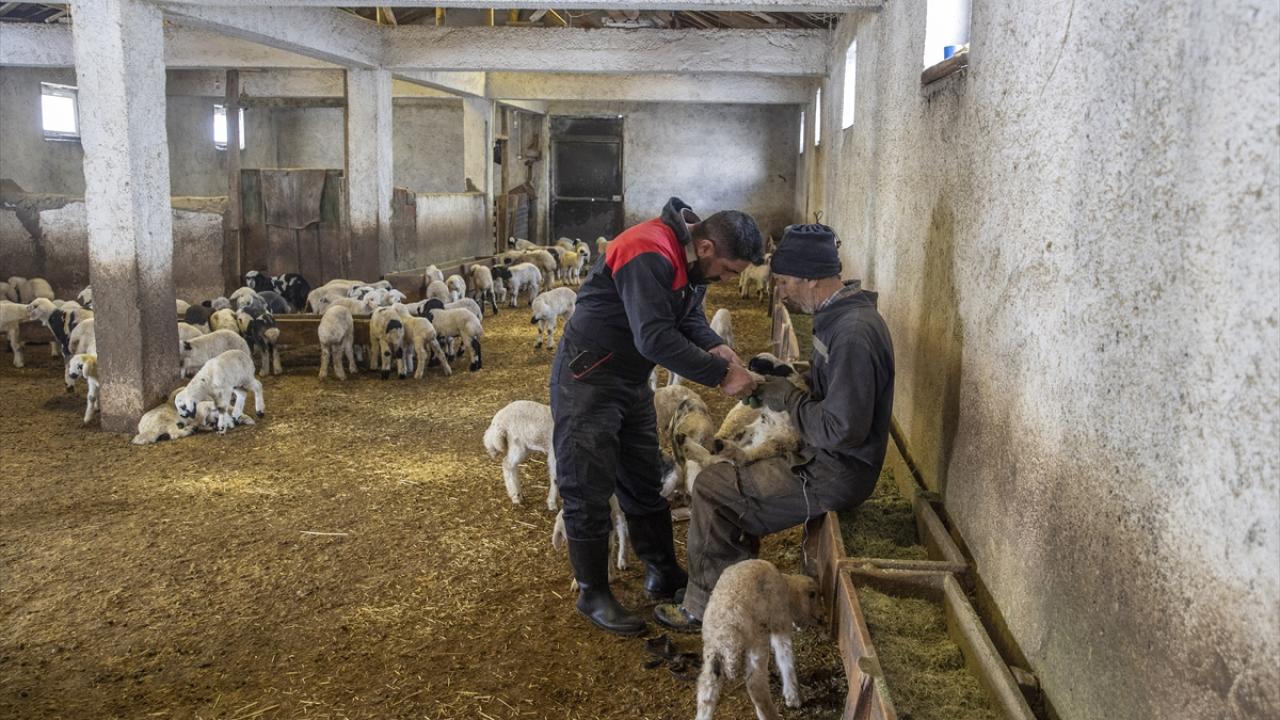 Foto - Ahırda nöbet tutuyorlar! Besiciler kuzu ve oğlak doğumlarında zorlu mücadele veriyor