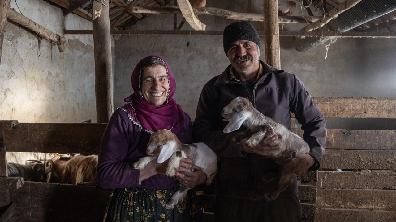 Ahırda nöbet tutuyorlar! Besiciler kuzu ve oğlak doğumlarında zorlu mücadele veriyor