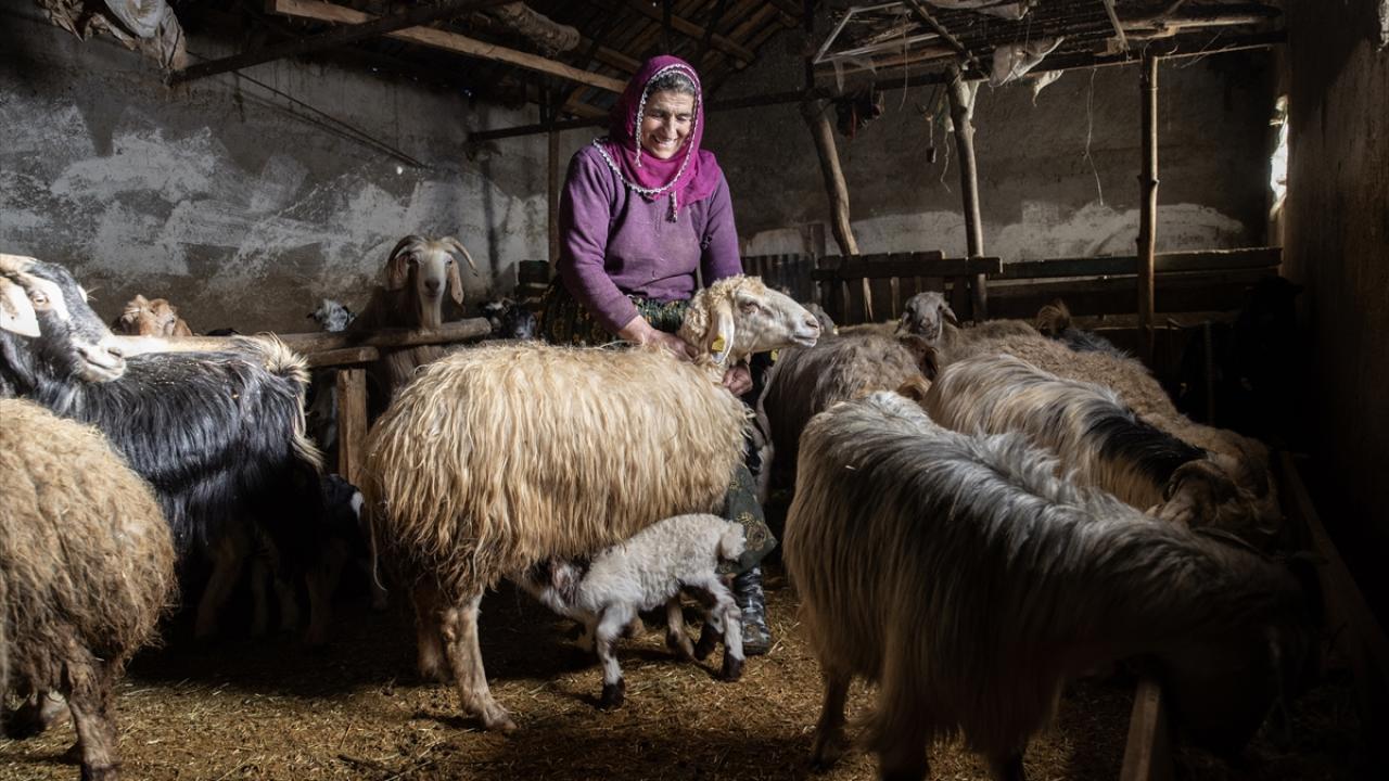 Foto - Ahırda nöbet tutuyorlar! Besiciler kuzu ve oğlak doğumlarında zorlu mücadele veriyor