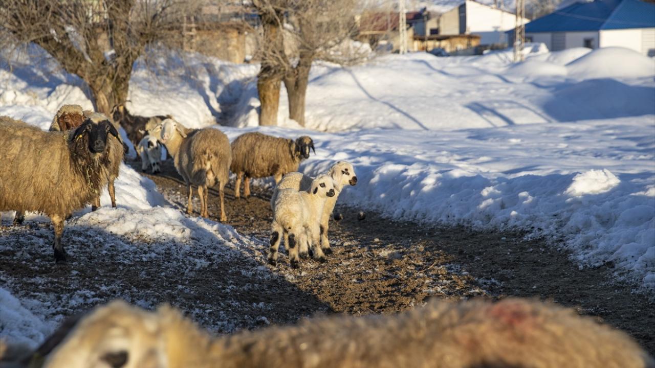 Foto - Ahırda nöbet tutuyorlar! Besiciler kuzu ve oğlak doğumlarında zorlu mücadele veriyor