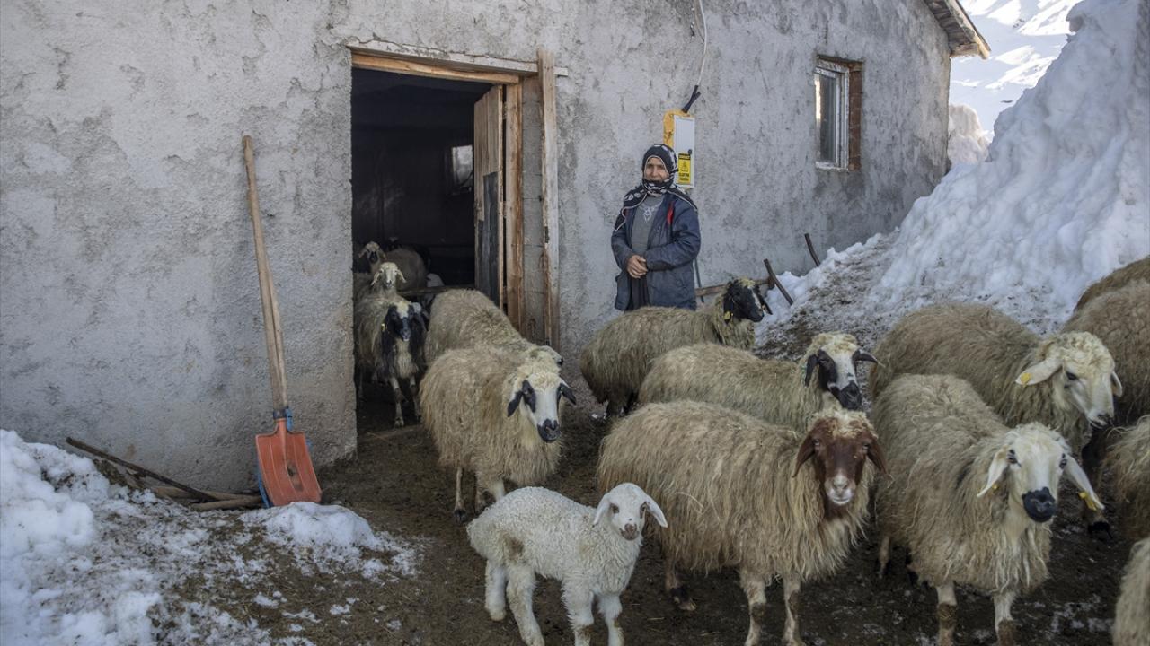 Foto - Ahırda nöbet tutuyorlar! Besiciler kuzu ve oğlak doğumlarında zorlu mücadele veriyor