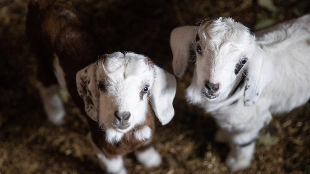 Foto - Ahırda nöbet tutuyorlar! Besiciler kuzu ve oğlak doğumlarında zorlu mücadele veriyor