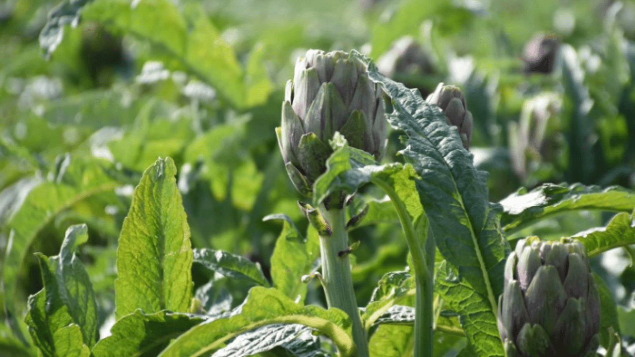 Foto - Ailece üretip internetten satıyorlar! Türkiye'nin dört bir yanından talep var