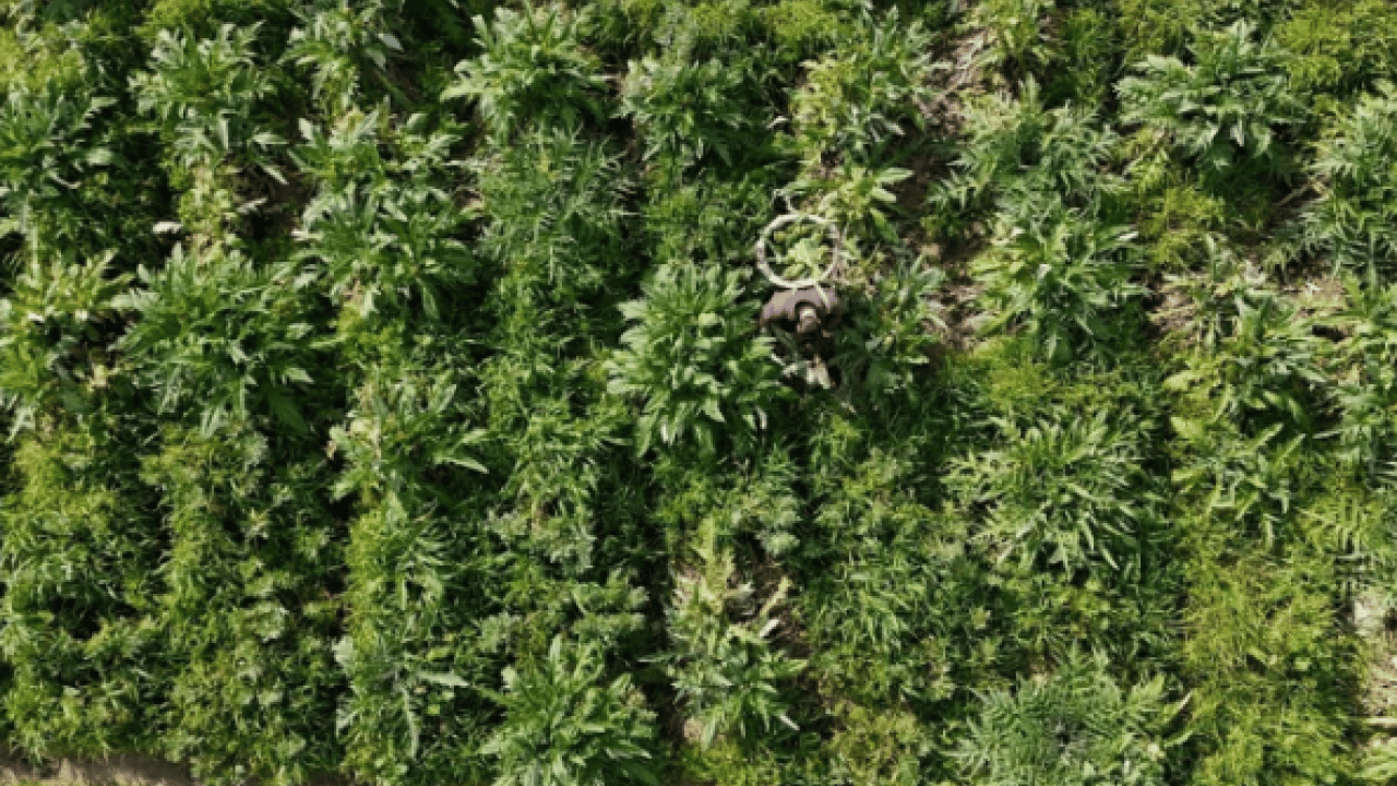 Foto - Ailece üretip internetten satıyorlar! Türkiye'nin dört bir yanından talep var