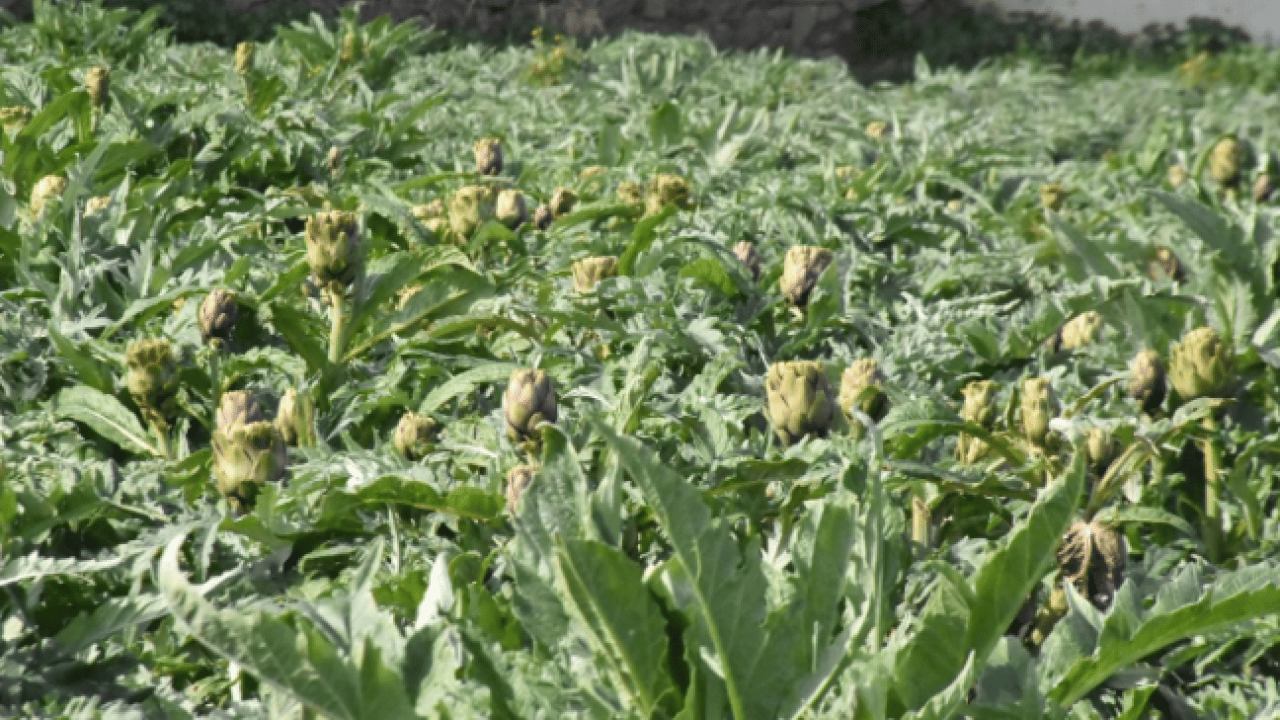 Foto - Ailece üretip internetten satıyorlar! Türkiye'nin dört bir yanından talep var