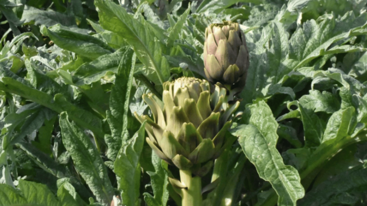 Foto - Ailece üretip internetten satıyorlar! Türkiye'nin dört bir yanından talep var