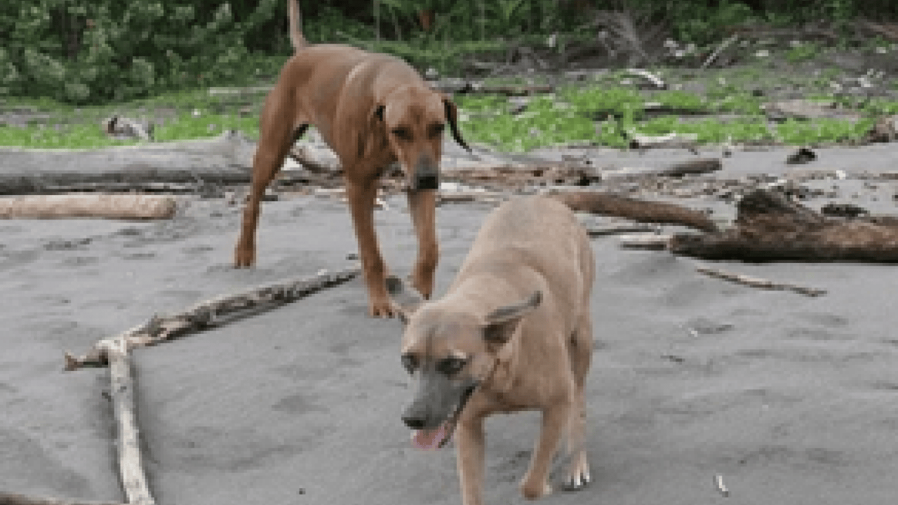Foto - AK Partili vekil Abdurrahim Fırat'tan açıklama... Başıboş sokak köpekleri için Erzurum modeli önerisi!