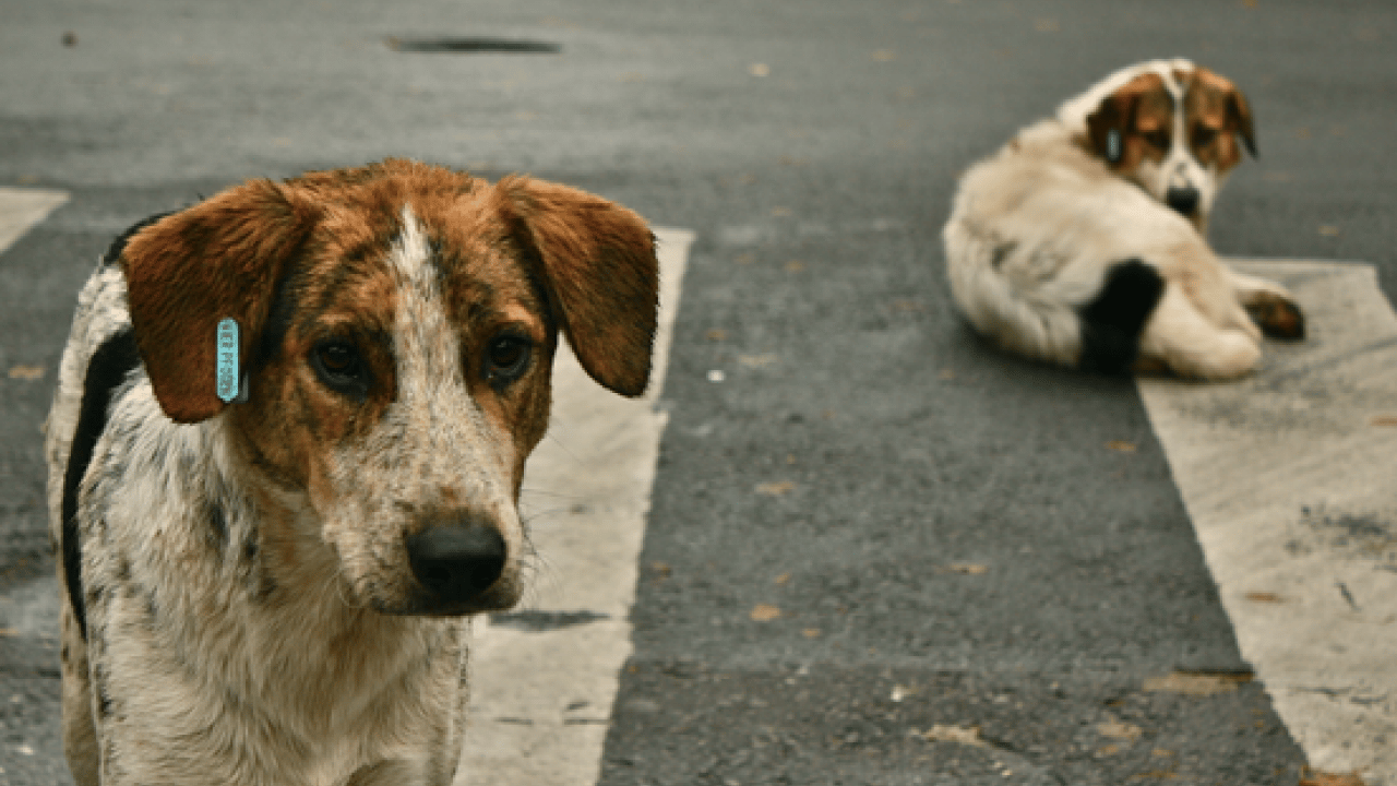 Foto - AK Partili vekil Abdurrahim Fırat'tan açıklama... Başıboş sokak köpekleri için Erzurum modeli önerisi!