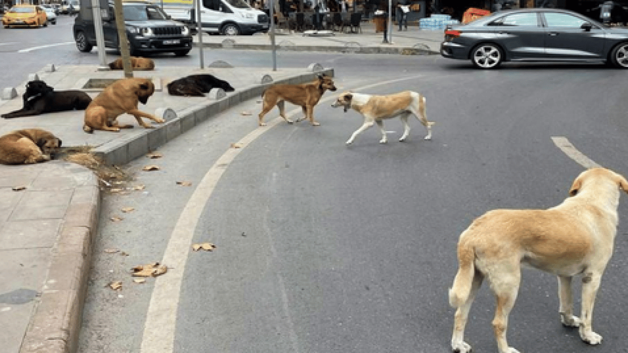 Foto - AK Partili vekil Abdurrahim Fırat'tan açıklama... Başıboş sokak köpekleri için Erzurum modeli önerisi!