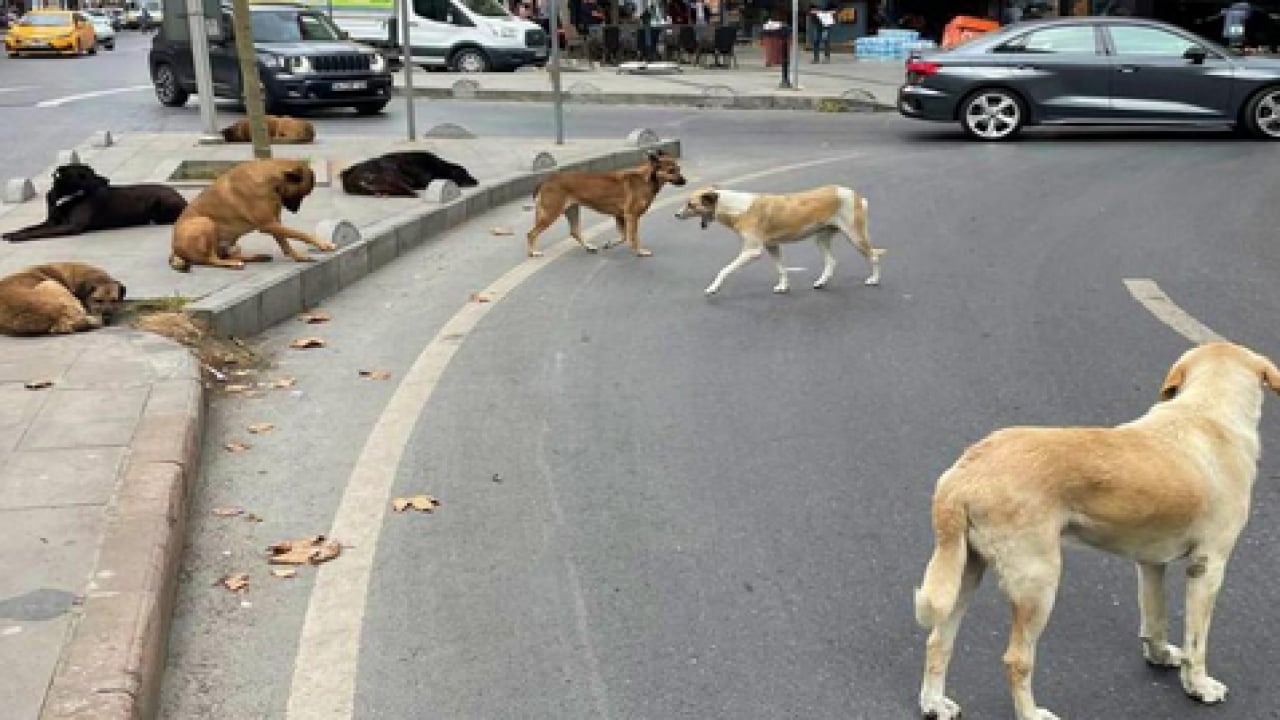 Foto - AK Partili vekil Abdurrahim Fırat'tan açıklama... Başıboş sokak köpekleri için Erzurum modeli önerisi!