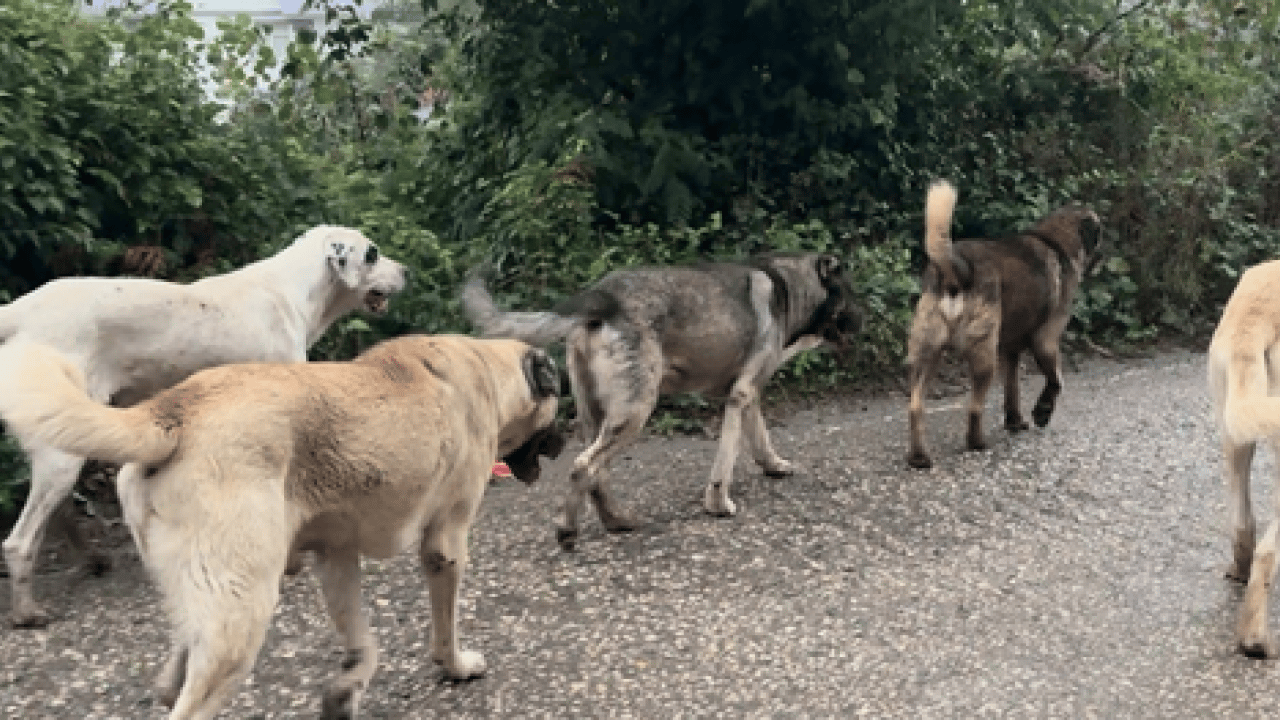 Foto - AK Partili vekil Abdurrahim Fırat'tan açıklama... Başıboş sokak köpekleri için Erzurum modeli önerisi!