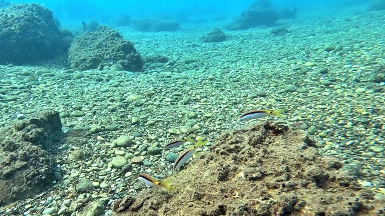 Foto - Akdeniz’de sessiz istila! Yerli balıkları silip süpürüyorlar