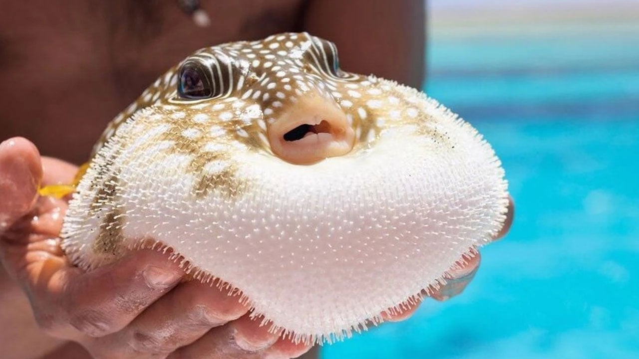 Foto - Akdeniz'i işgal eden o balık gündemde... Yunanistan'da 'balon' alarmı!