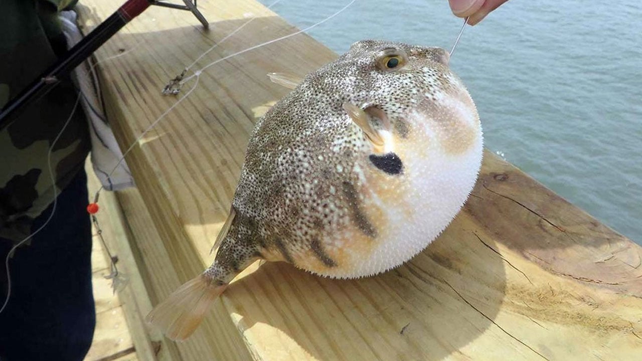 Foto - Akdeniz'i işgal eden o balık gündemde... Yunanistan'da 'balon' alarmı!