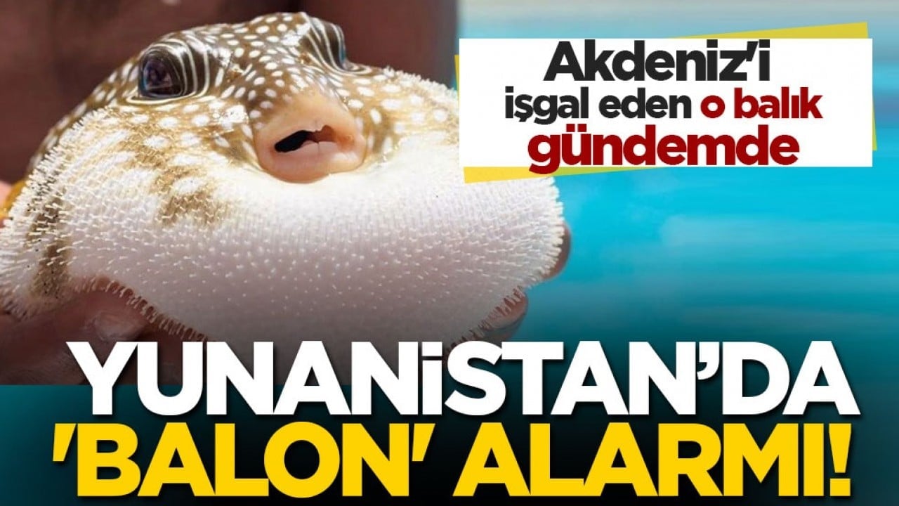 Akdeniz'i işgal eden o balık gündemde... Yunanistan'da 'balon' alarmı!