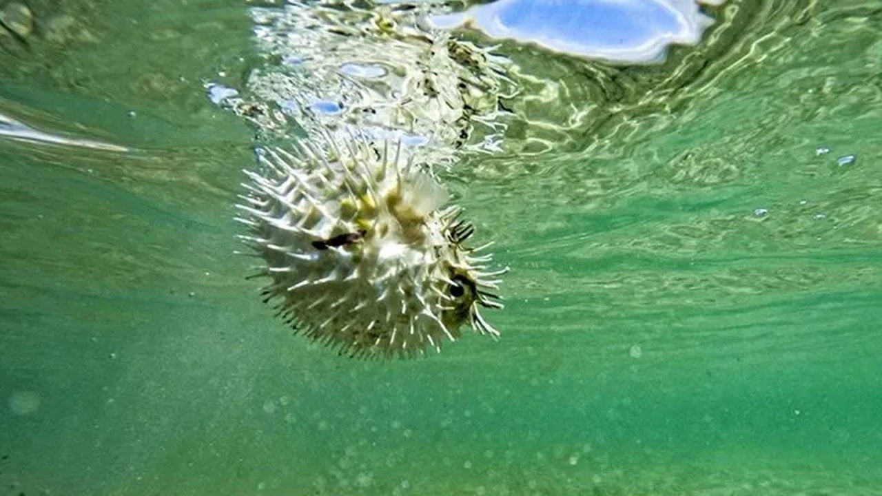 Foto - Akdeniz'i işgal eden o balık gündemde... Yunanistan'da 'balon' alarmı!