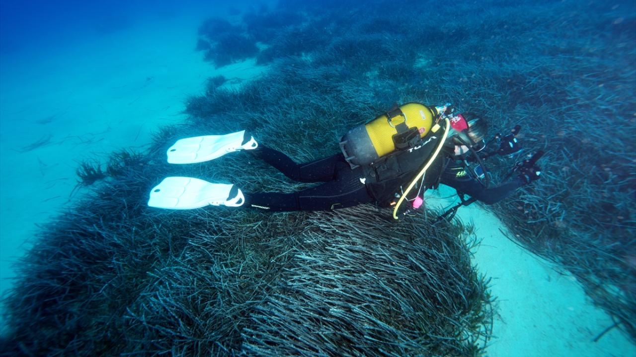 Foto - Akdeniz’in akciğerleri deniz eriştesi koruma altına alınıyor